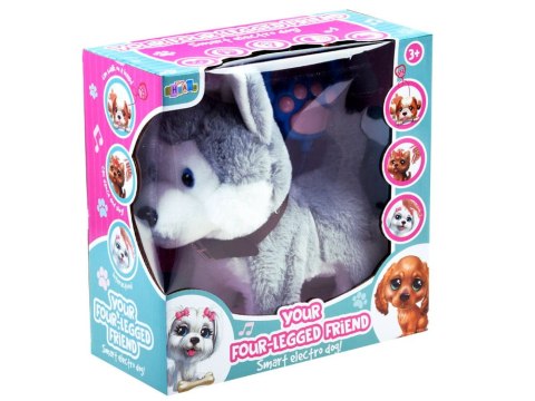 Interaktywny PIES piesek HUSKY na smyczy