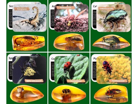 WYKOPALISKA skamieliny OWADY bursztyny MAŁY ARCHEOLOG