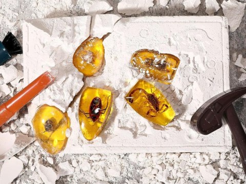 WYKOPALISKA skamieliny OWADY bursztyny MAŁY ARCHEOLOG