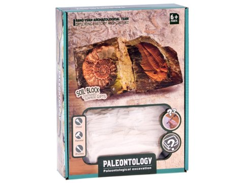 Zestaw archeologiczny Wykop niespodziankę skamieniałe LIŚCIE i KOŚCI